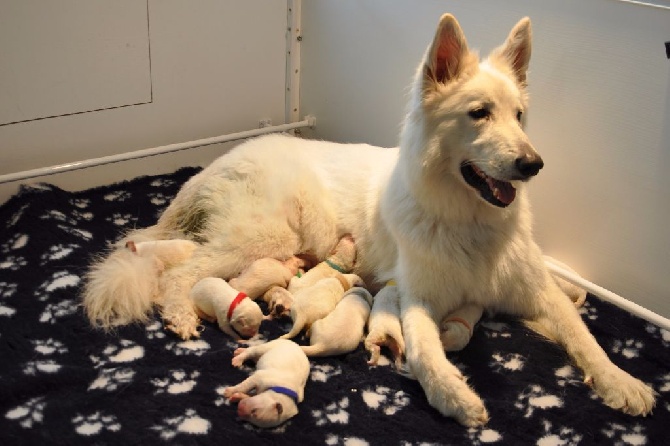 Des Salines Blanches - naissance de 11 petits bouts