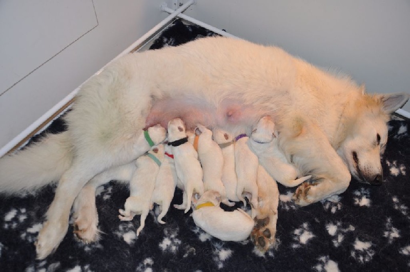 Des Salines Blanches - Berger Blanc Suisse - Portée née le 21/11/2016